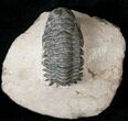 Bargain Crotalocephalina Trilobite #17929-2